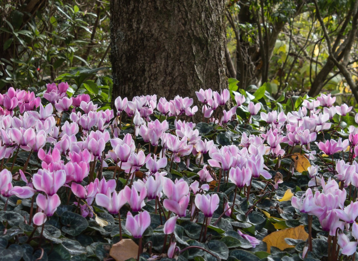 Kvete krásně na přelomu zimy a jara. Jak pěstovat cyklámen diskus v zahradě?