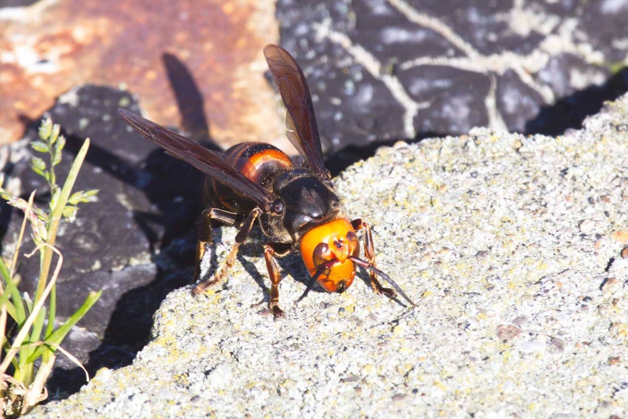 Je to jako seriál, ale je to realita: neuvěřitelná odysea za zničením hnízda smrtících asijských sršňů.