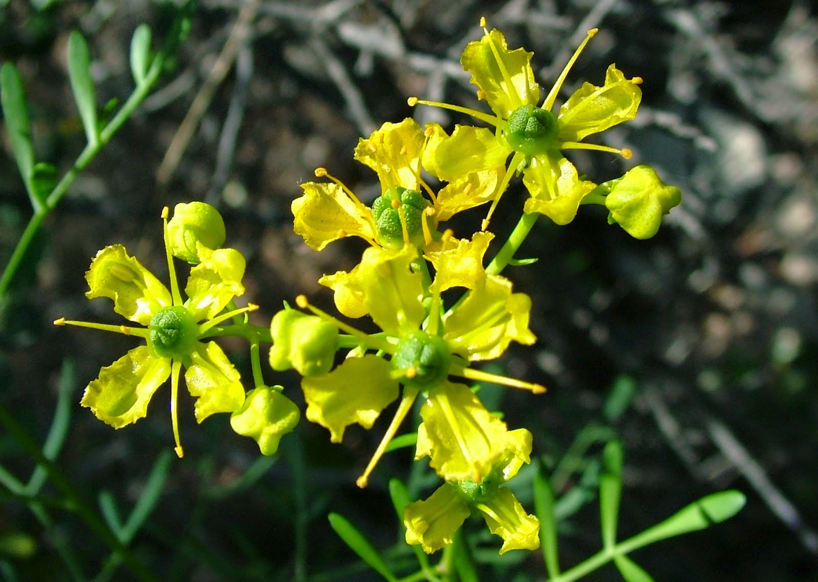 Aromatické rostliny, které působí jako přírodní prostředek proti krysám