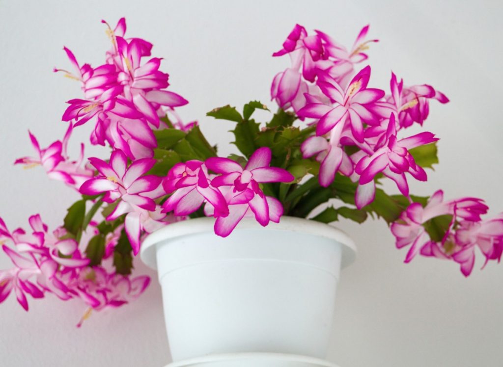 Vánoční kaktus bude bohatě kvést. Květinář mi dal recept na skvělé hnojivo.