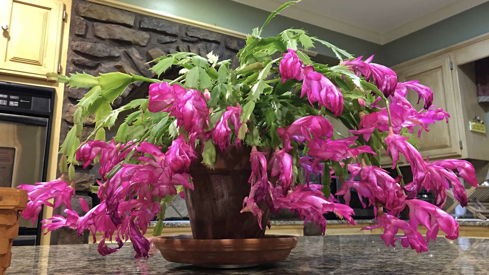 Vánoční kaktus bude bohatě kvést. Květinář mi dal recept na skvělé hnojivo.