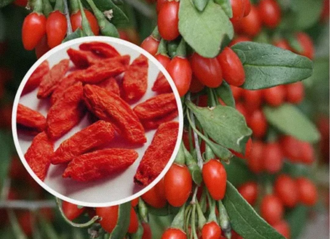 Ačkoli se jim v obchodech obvykle vyhýbáme, stojí za to jíst jednu lžíci denně. Pomáhají zlepšit zrak, regulovat hladinu cukru v krvi a krevní tlak.