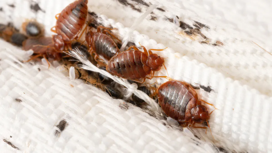 Cítíte tento zápach u sebe doma? Je to známka toho, že v domě jsou tisíce štěnic.