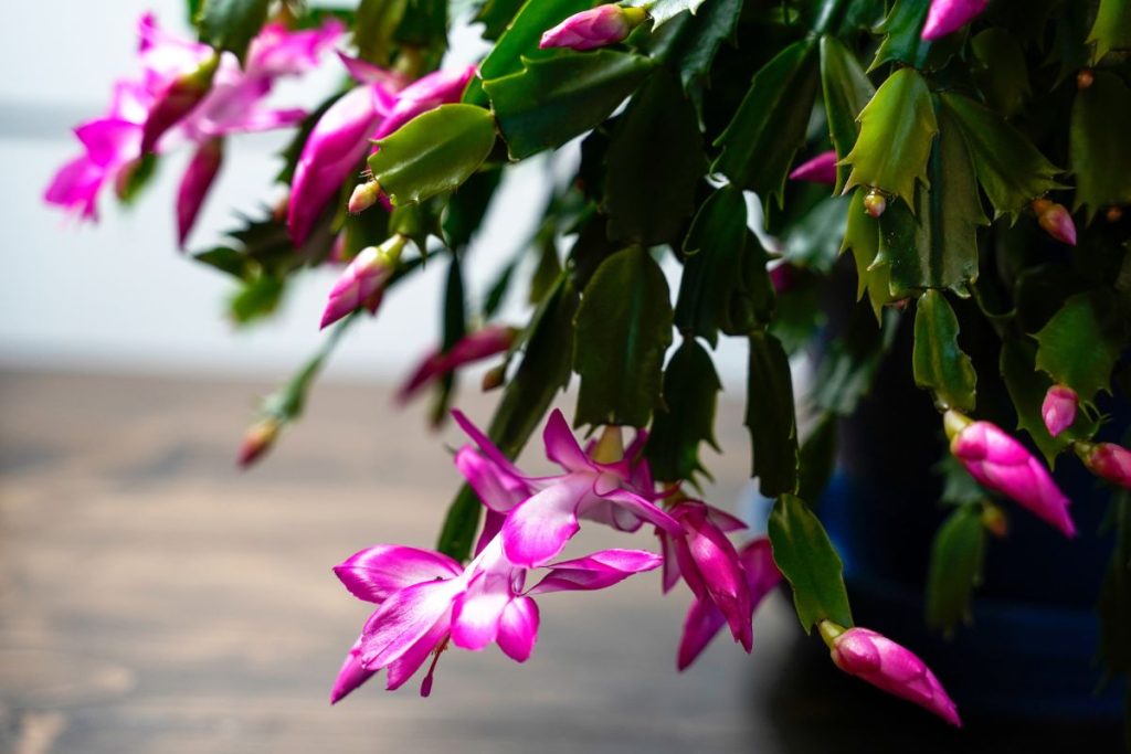 Ad3d6ed9 1b25 4637 B2ca F6a7826a5b22 1 1024x683