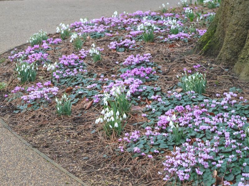Kvete krásně na přelomu zimy a jara. Jak pěstovat cyklámen diskus v zahradě?