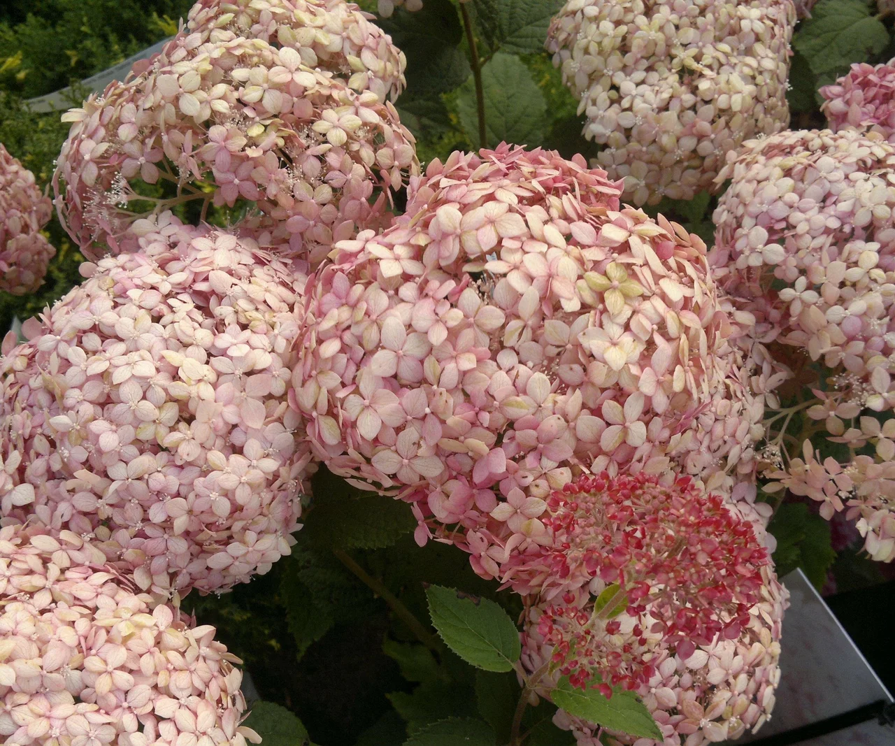 Máte poslední týden na to, abyste to udělali se svými hortenziemi. Bez toho budou na jaře místo bujných květů jen prázdné stonky. Recept na zimování hortenzií od japonského zahradníka.