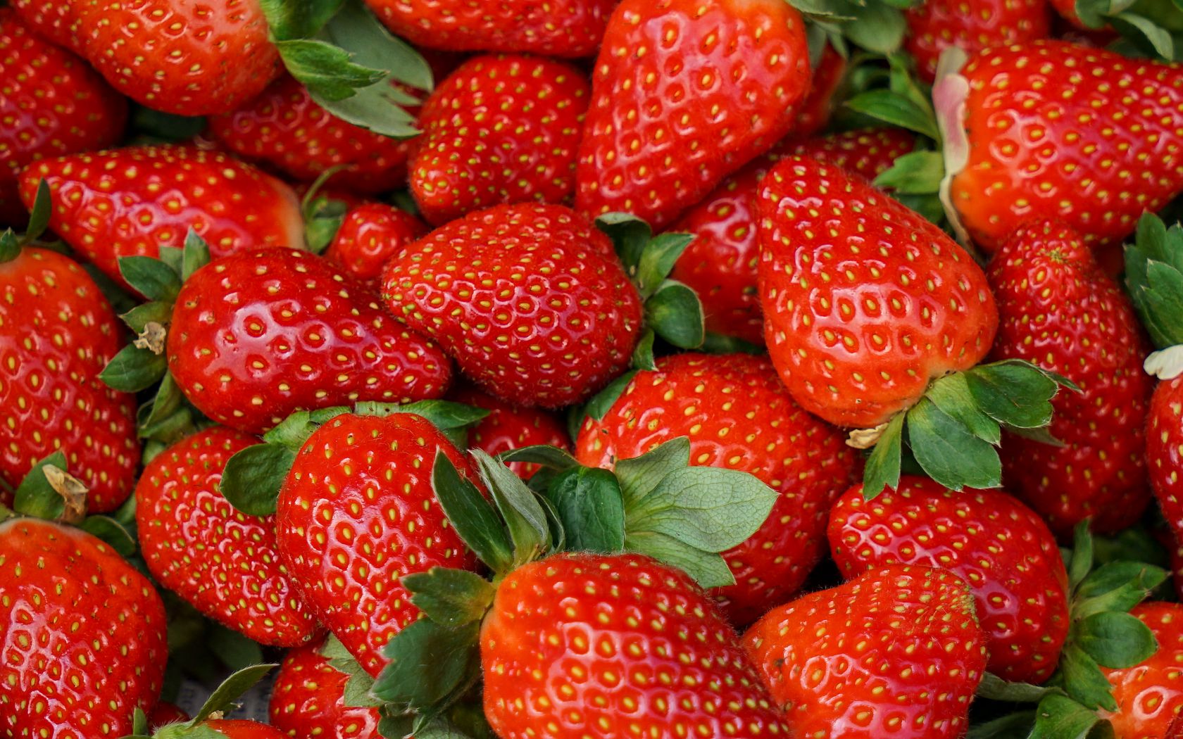 Ani v ledničce, ani v ovocné míse – to je nejlepší místo pro skladování jahod, aby nehnily.