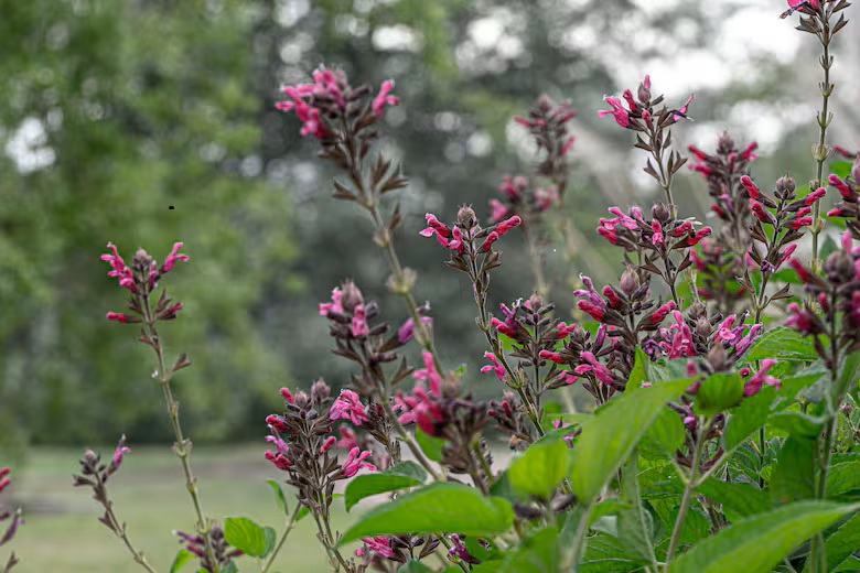 Boj proti škůdcům: tyto rostliny působí jako přírodní repelent proti hlodavcům a brání jim v proniknutí do zahrady.