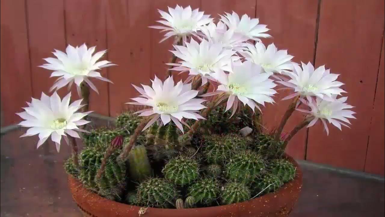 Jonathan Sitadino, odborník na zahradnictví: „To se musí stát, aby kaktus zakvetl.“