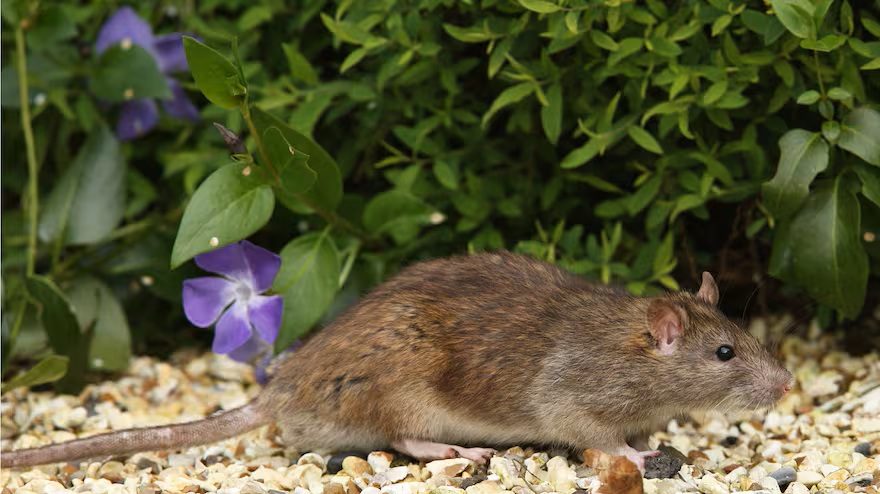 Boj proti škůdcům: tyto rostliny působí jako přírodní repelent proti hlodavcům a brání jim v proniknutí do zahrady.