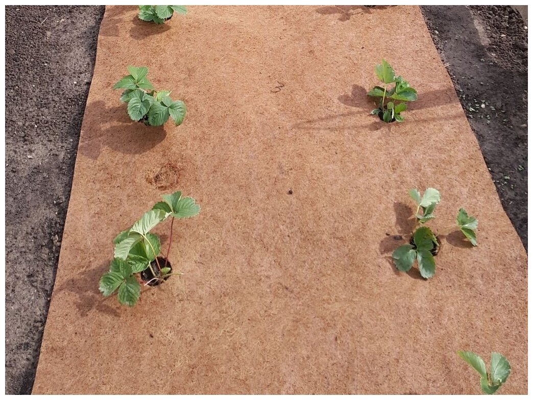 Nechte je na záhonech v listopadu. Na jaře nebudou žádné plevele a půda bude úrodnější.