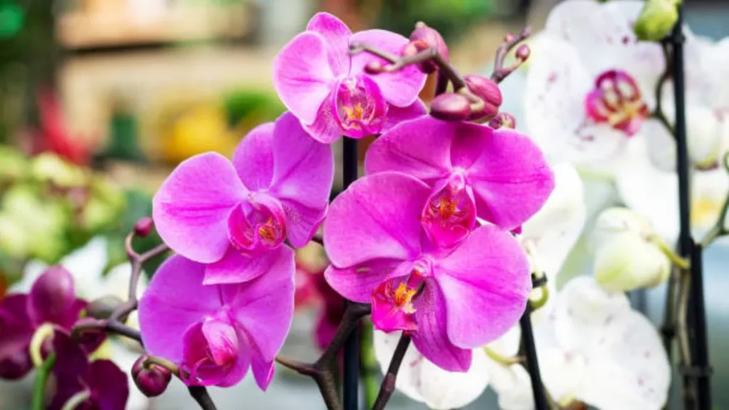 Orquideas 1024x576