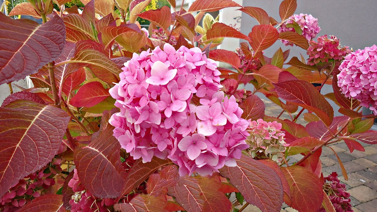 Máte poslední týden na to, abyste to udělali se svými hortenziemi. Bez toho budou na jaře místo bujných květů jen prázdné stonky. Recept na zimování hortenzií od japonského zahradníka.